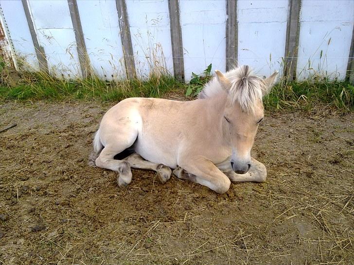 Fjordhest mercedes billede 18