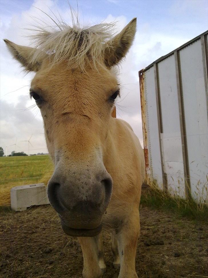 Fjordhest mercedes billede 19