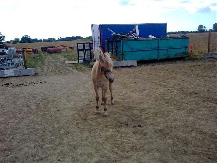 Fjordhest mercedes billede 20