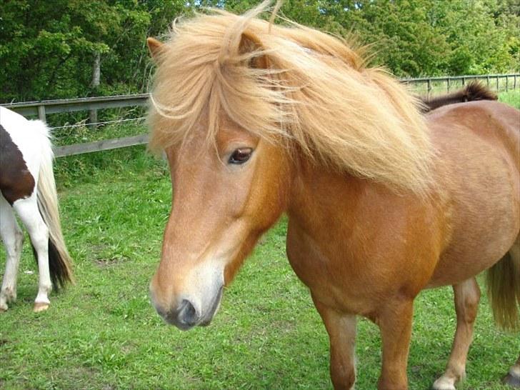 Islænder Littli billede 1