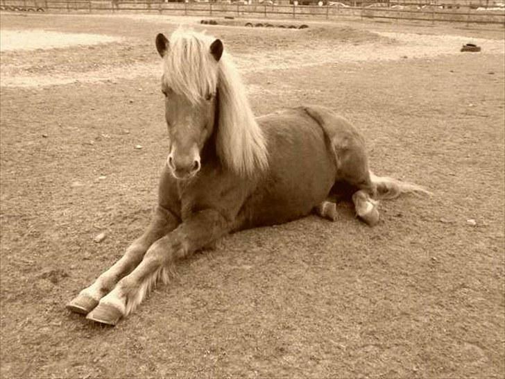 Islænder Littli billede 2