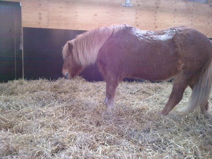 Islænder Littli billede 3