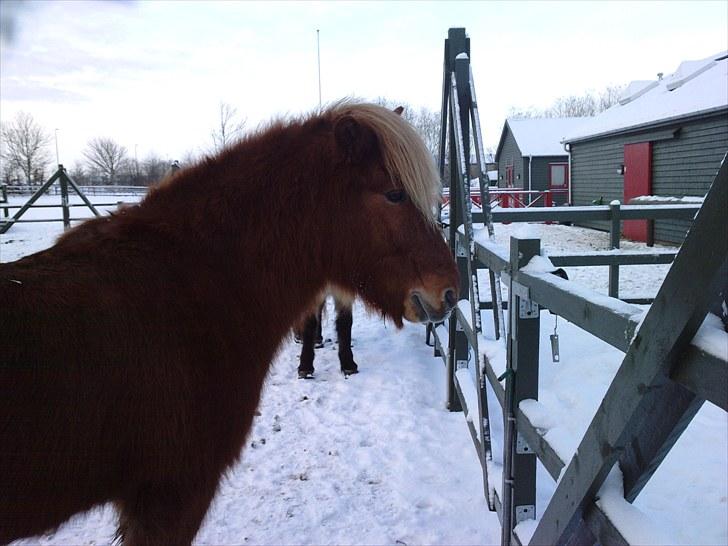 Islænder Littli billede 4