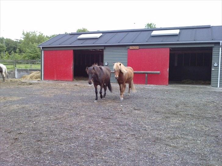 Islænder Littli billede 5