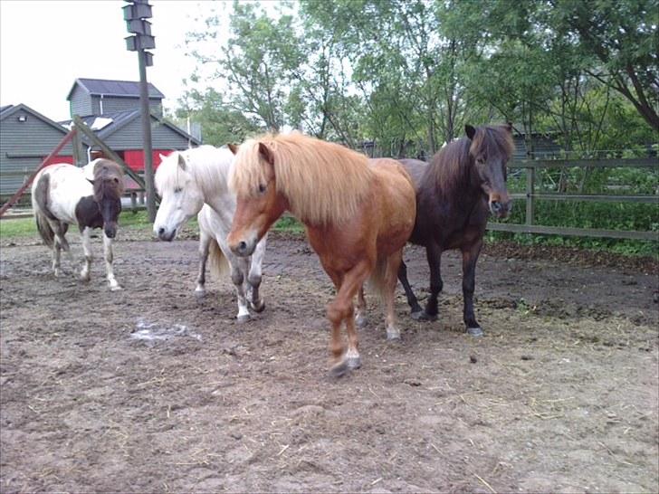 Islænder Littli billede 6