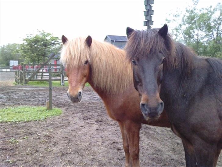 Islænder Littli billede 7