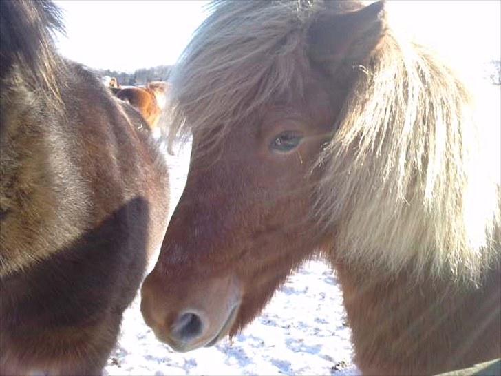 Islænder Littli billede 8