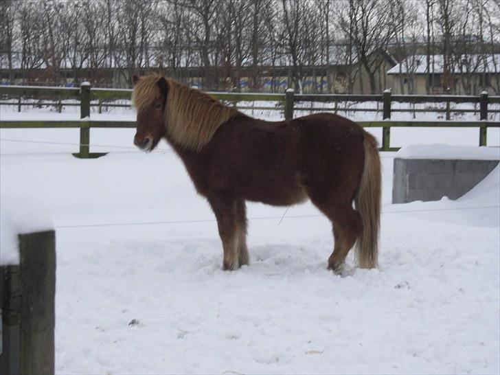 Islænder Littli billede 9