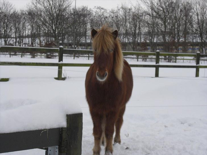 Islænder Littli billede 10