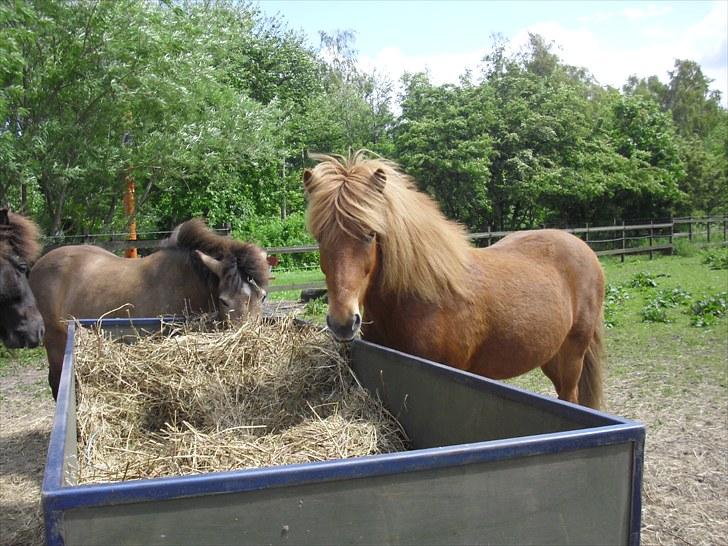 Islænder Littli billede 11