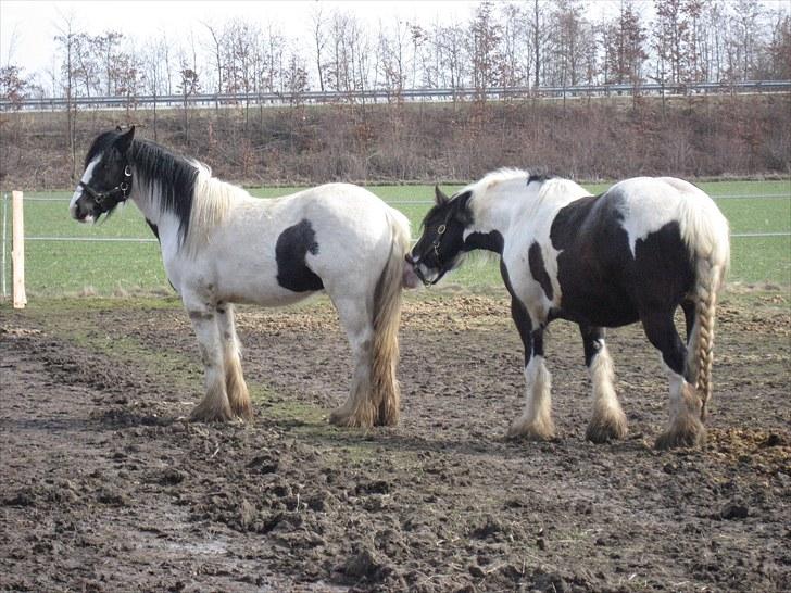 Irish Cob Troelsegårdens Mr OMalley - Hvad er det for en?? billede 9