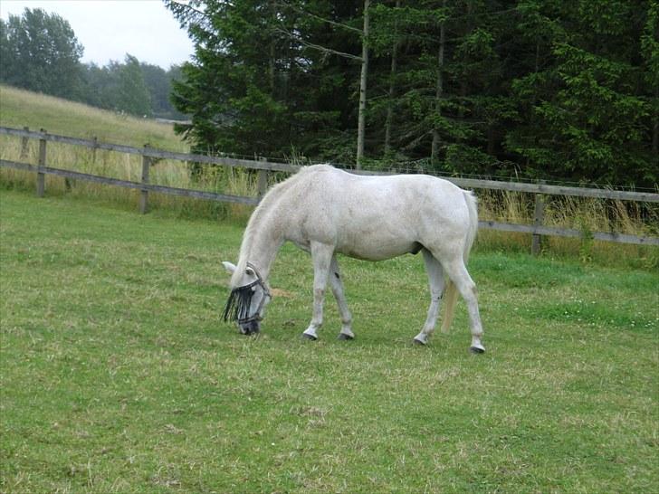 Anden særlig race Leonardo - 11. På fold :) billede 11