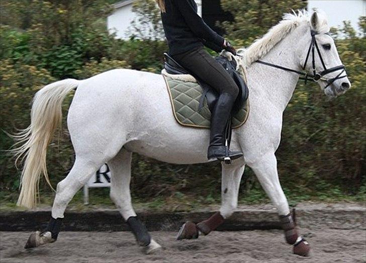 Anden særlig race Leonardo - 12. Haha han løber lidt ;) billede 12