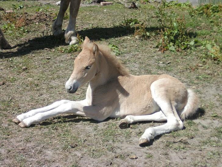 Anden særlig race Sacho - D. 25. juli 2010 billede 17