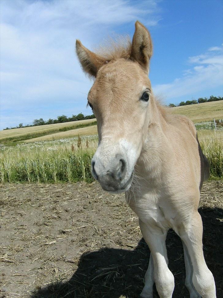 Anden særlig race Sacho - D. 19. august 2010 billede 16