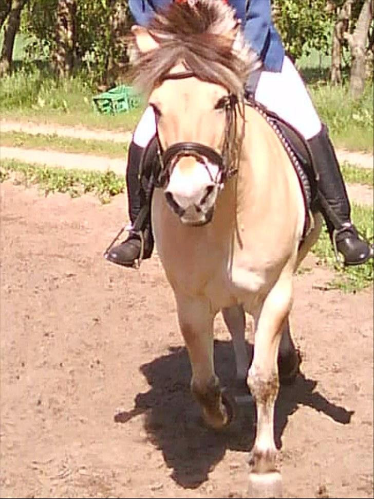 Fjordhest Beersmindes Tarzan billede 3