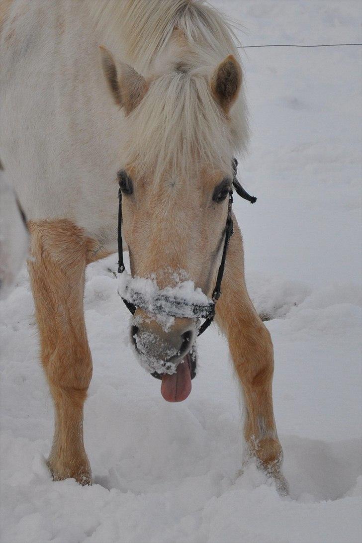 Anden særlig race Isabella R.I.P. - 17) Fjollede Bella på folden. (Foto: Mig) billede 17