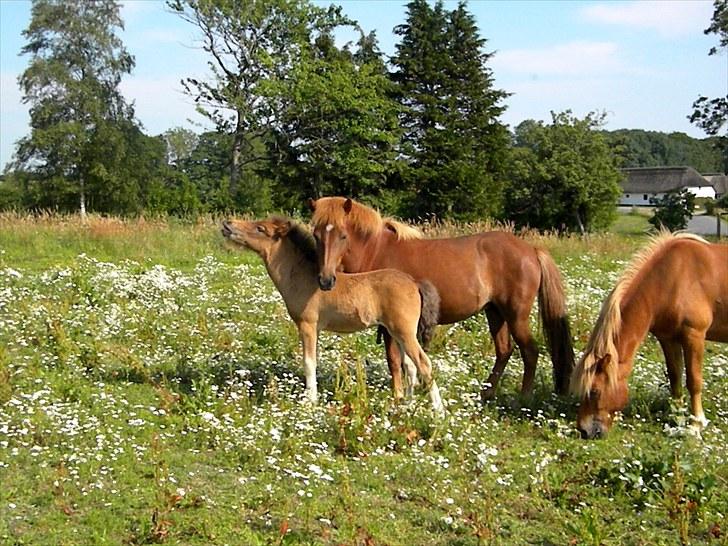 Islænder Stjarna frá Gili - Stjarna og Prímus og Skálmar i August 2010 billede 13