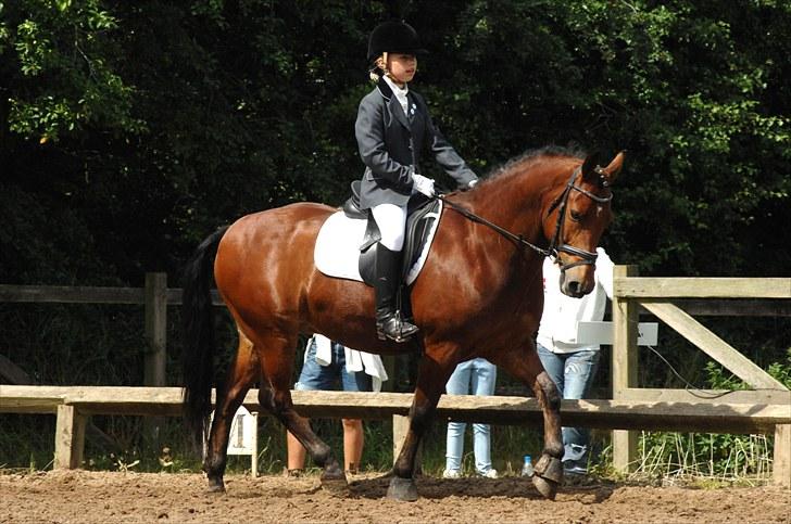 New Forest Flintdales Makka (R.I.P) billede 11
