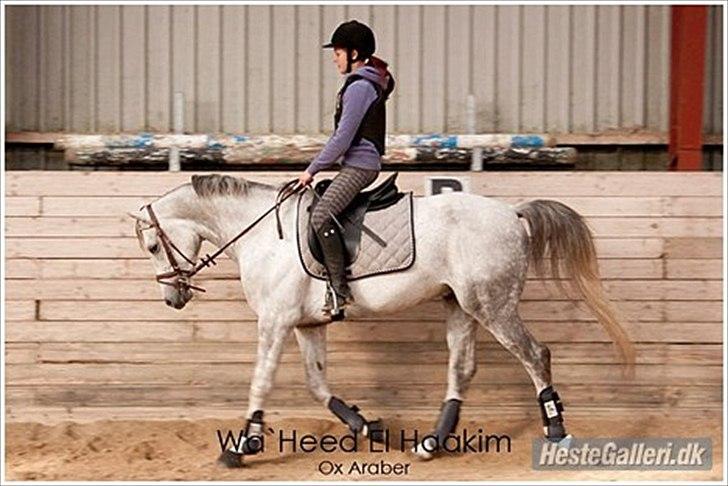 Arabisk fuldblod (OX) Wa`Heed El Haakim GL.part - min første ridetur på Walle, ved Søren i  tilridning :) foto: Berit Brink Rahmberg.  billede 2