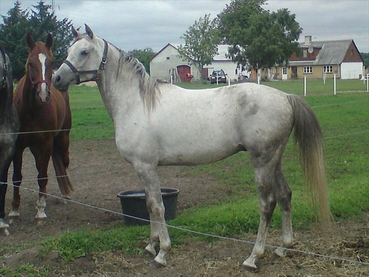 Arabisk fuldblod (OX) Wa`Heed El Haakim GL.part billede 3