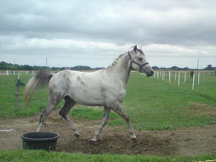 Arabisk fuldblod (OX) Wa`Heed El Haakim GL.part billede 5