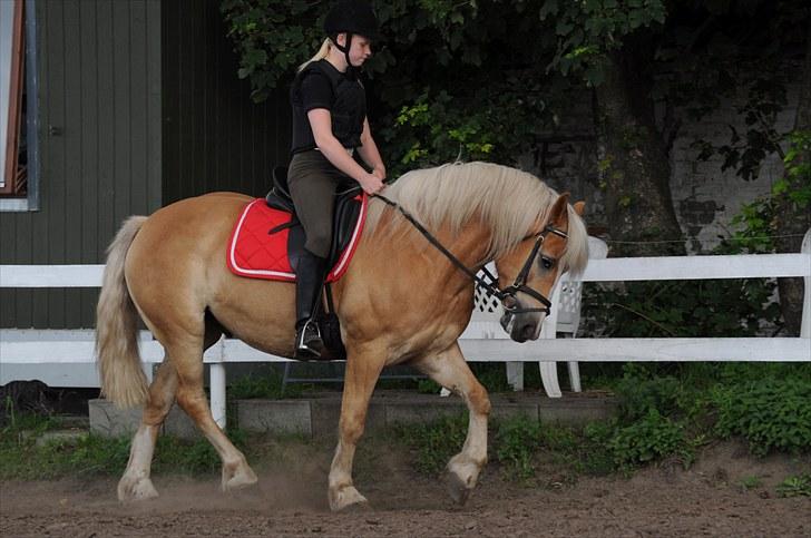 Haflinger ASLAN billede 16