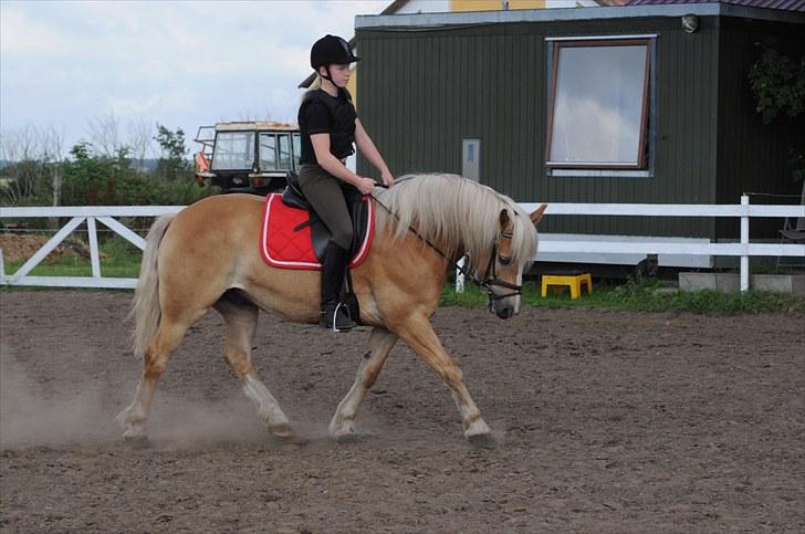Haflinger ASLAN billede 17