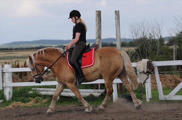 Haflinger ASLAN billede 18