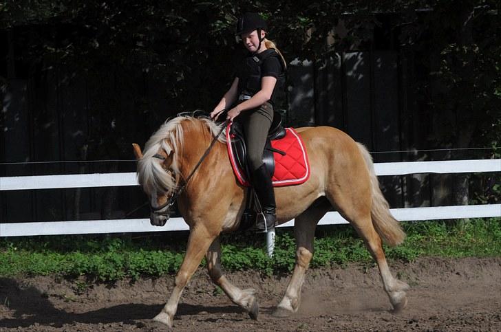 Haflinger ASLAN billede 20