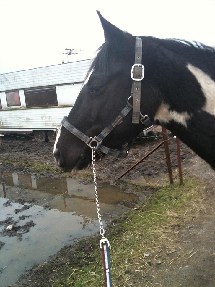 Pinto Star<3 - <3 billede 10