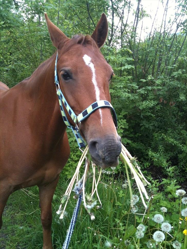 Anden særlig race Milla - Smukke Milla<3!(2010) billede 13