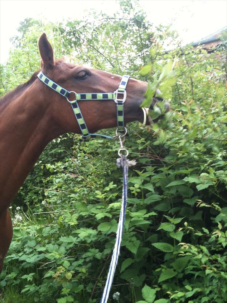 Anden særlig race Milla - Millla elsker!! blade<(2010) billede 8