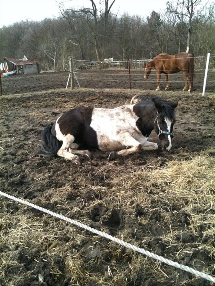 Pinto Star<3 - Lige efter Star har rullet sig<3 billede 11