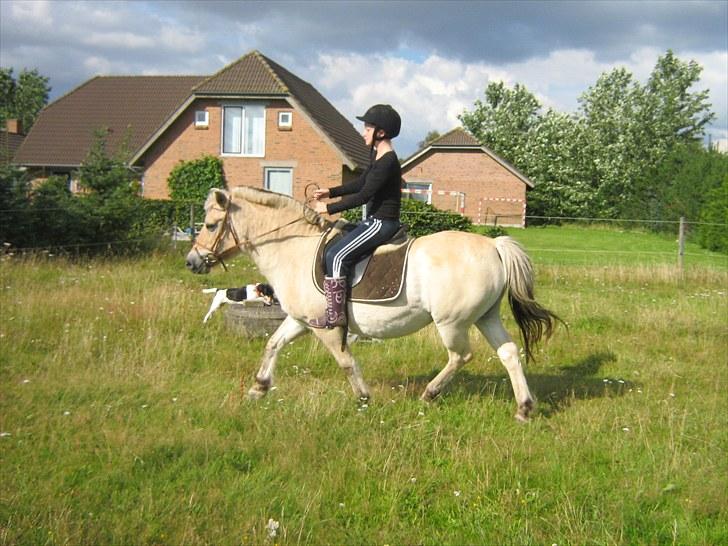 Fjordhest Lotta billede 13