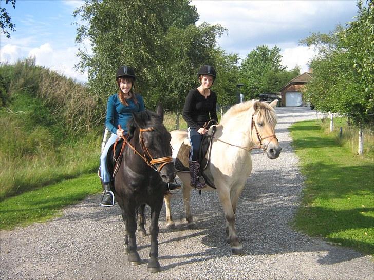 Fjordhest Lotta billede 14