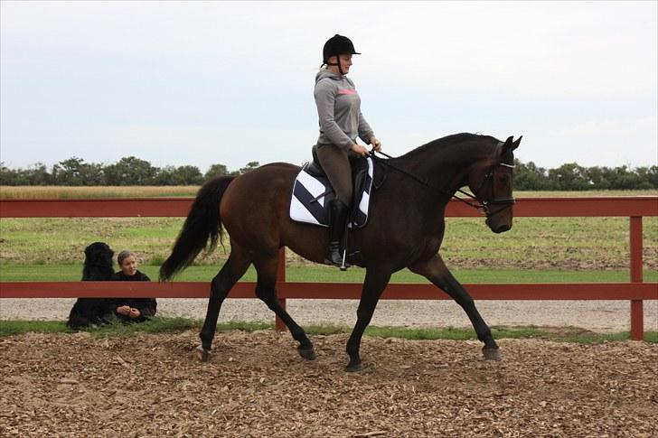 Anden særlig race Gardue (Gustav) R.I.P elsket og savnet! billede 12