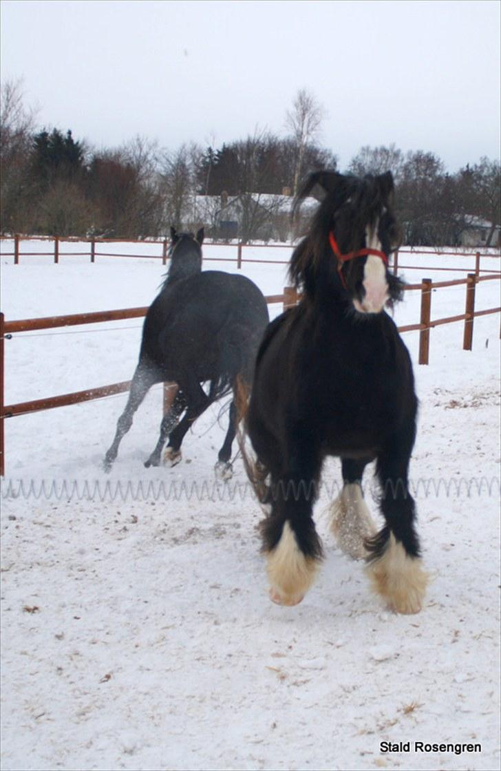 Tinker Shakilas Gipsy - Hygge i sneen.. billede 7