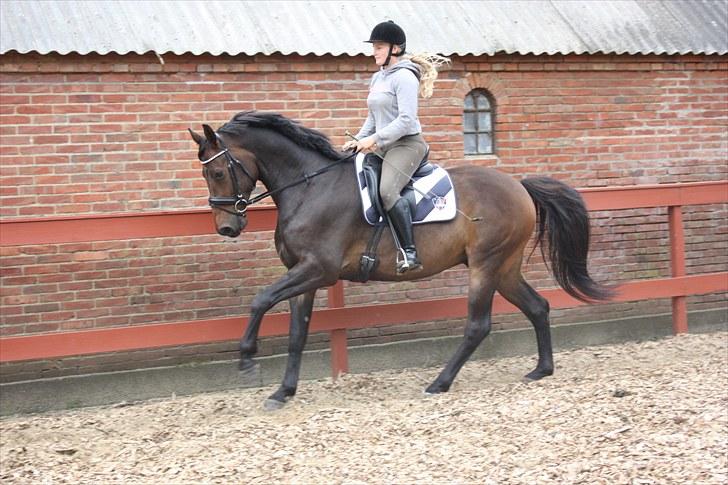 Anden særlig race Gardue (Gustav) R.I.P elsket og savnet! billede 17