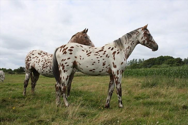 Knabstrupper Sartors Danish Design  billede 10