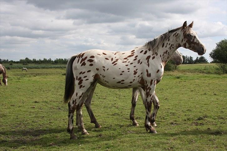 Knabstrupper Sartors Danish Design  billede 11