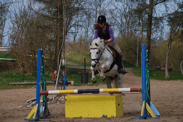 New Forest Til's Gustaaf - <3 billede 5