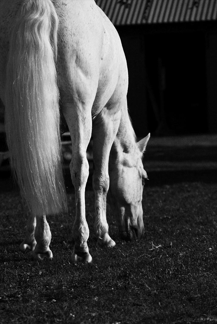 New Forest Til's Gustaaf - Når enden er god, er alting godt (; billede 12