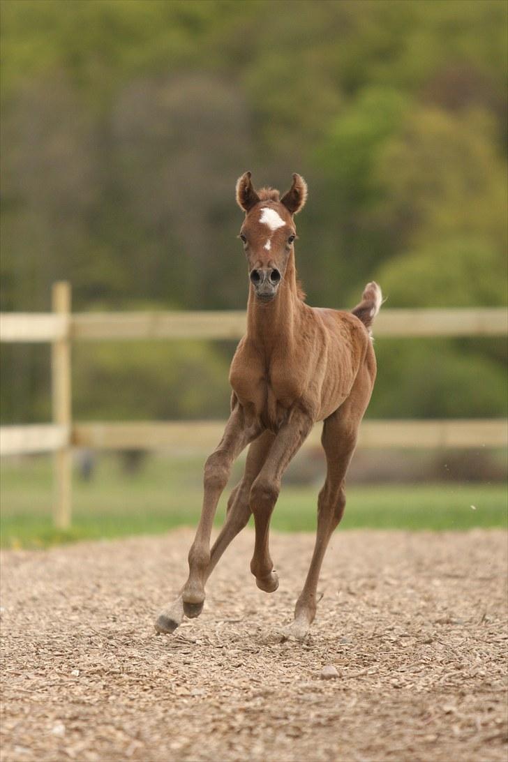 Arabisk fuldblod (OX) Awwal Ibn Wroclaw - 1 dag gammel:-) Billedet er taget af Simii billede 2