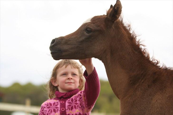 Arabisk fuldblod (OX) Awwal Ibn Wroclaw - 1 dag gammel:-) Billedet er taget af Simii billede 4