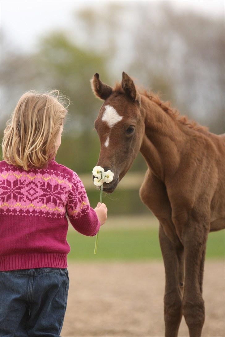 Arabisk fuldblod (OX) Awwal Ibn Wroclaw - 1 dag gammel:-) Billedet er taget af Simii billede 7