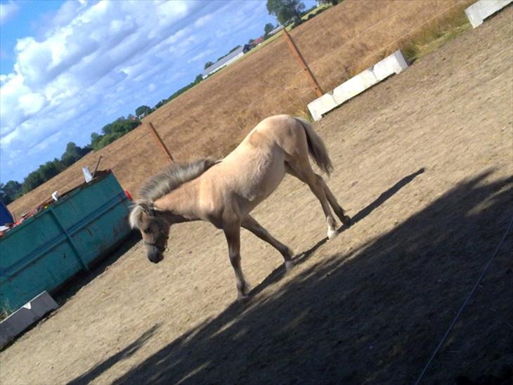 {{currentPhoto.altText}} billede {{currentPhoto.number}}