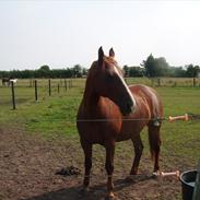 Frederiksborg Ninja Gadsagergård( Tidliger part)