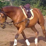 Arabisk fuldblod (OX) Mastermind Matricks