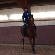 Arabisk fuldblod (OX) Mastermind Matricks